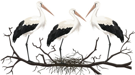 Three Juvenile Storks Standing on the Nest High Up 