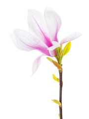 Close up of Magnolia twig with an blooming flower. Isolated on a white background.