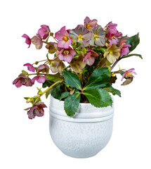 Isolated potted hellebore frostkiss flower - 765548175