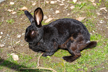 Close-up of old black rabbit on meadow in bright sunlight at Swiss City of Zürich. Photo taken March 21st, 2024, Zurich, Switzerland.