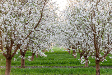 Almond Blossom on trees in orchard