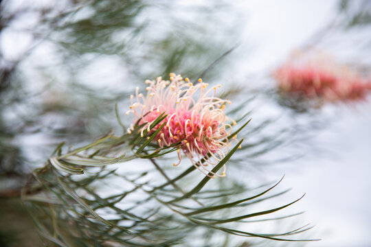 close up of grevillea flowers and leaves