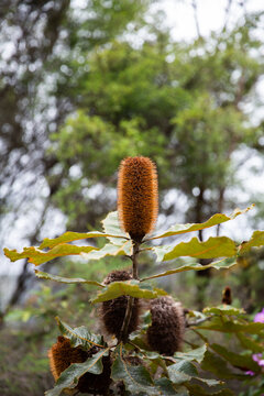 banksia flower with blurry gum trees behind