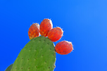 Prickly pear cactus - 765550947