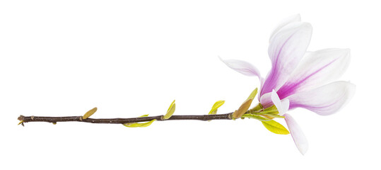 Close up of Magnolia twig with an blooming flower. Isolated cutout on a transparent background.