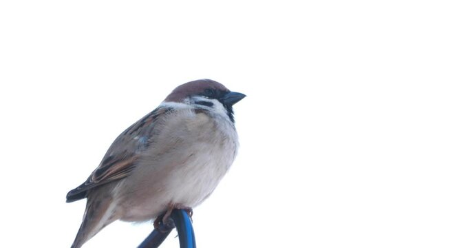 Sparrow on Cable