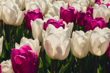 Blooming floral park in sunrise light. Colorful Tulip flowers blooming in the garden field...