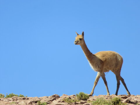 Vigogne de l'altiplano chilien du d&eacute;sert d'Atacama au Chili