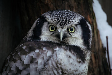 Gorgeous Northern Hawk-Owl