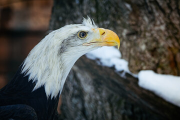 Magnificent bald eagle