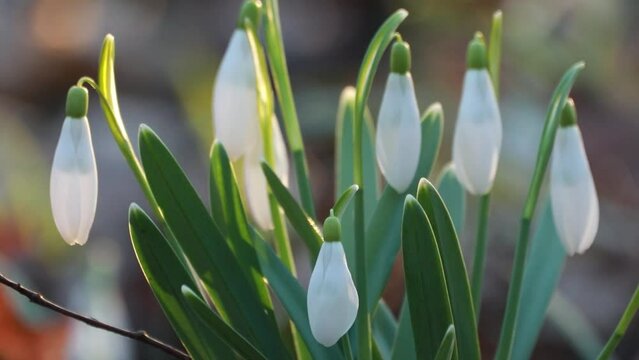 Winter's Delight: Snowdrops Paint a Scene of Tranquility in the Forest