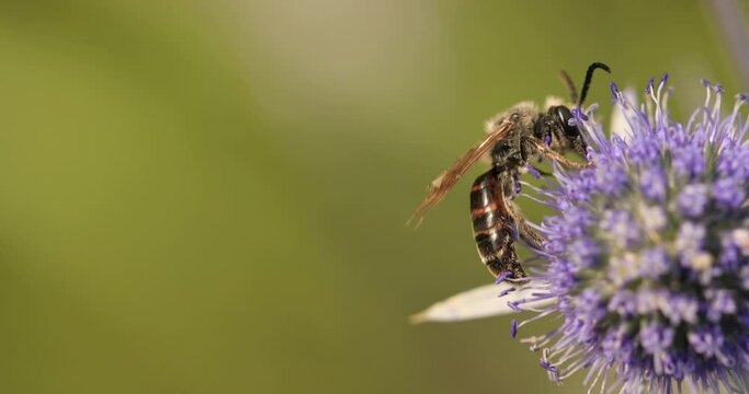 Pollen Pursuit: Wild Bee's Quest for Floral Treasure