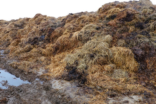 Stockage de fumier en bord de champ
