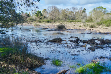 Wet area by Lake Fogliano, Circeo National Park, Italy	