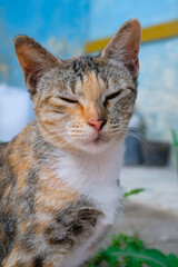 Closeup shot of Sleepy striped cat. A striped cat whose eyes are squinting as if it's sleepy. Animal photography. Pet cat. Selective Focus. Macrophotography. Shot in Macro lens