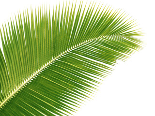 Palme verte de cocotier  - 765561172