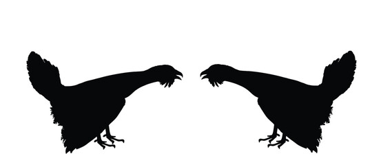 Wood grouse male battle for mating vector silhouette illustration isolated on white. Heather cock capercaillie wildfowl. Blackcock, heath cock. Forest bird battle for female. Black cock male.