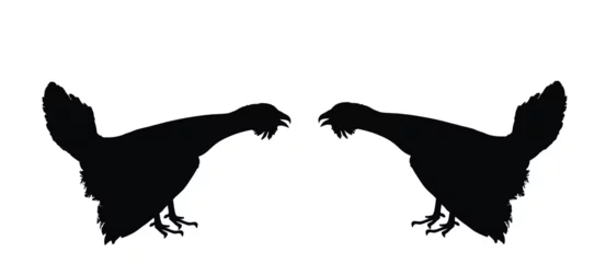 Foto op Plexiglas Wood grouse male battle for mating vector silhouette illustration isolated on white. Heather cock capercaillie wildfowl. Blackcock, heath cock. Forest bird battle for female. Black cock male. © dovla982