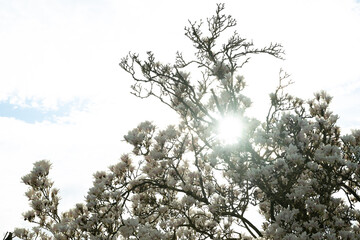 magnolie baum blüte himmel sonne