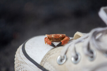 crab on a Converse shoe