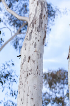 Native Australian scribbly gum tree branches against blue sky in bushland