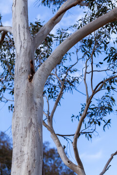 Native Australian scribbly gum tree branches against blue sky in bushland