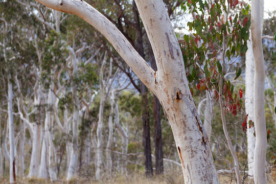 Silvery tree trunk with moth grub track scribbles on tree bark in bushland