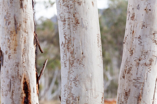 Silvery tree trunk with moth grub track scribbles on tree bark in bushland