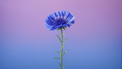  A stunning close-up photo of a vibrant blue flower against a dreamy purple and blue backdrop, featuring a slightly blurred sky