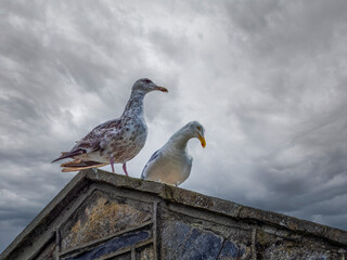 Two Seagulls Perched on a Roof