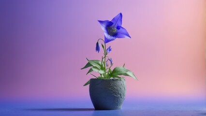  Blue flower in gray vase on purple/pink background, pink/blue background behind