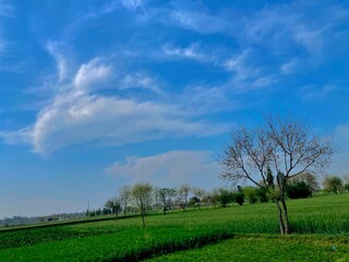 Fototapeta na wymiar field and blue sky