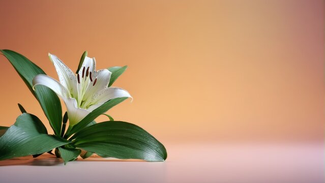  White bloom atop table, flanked by lush foliage below