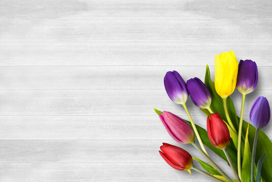 Colorful tulip flower on white wood table background.