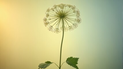  Dandelion on blurry background, sun illuminating close-up image #dandelions #naturephotography