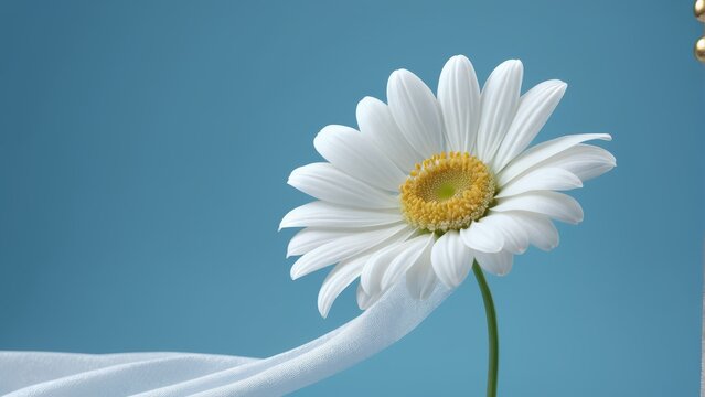  White flower with yellow center in vase on white cloth against blue backdrop - captivating image