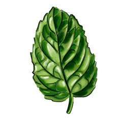 Mint leaf. Medium size. green color.