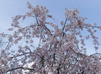 Prunus subhirtella 'Pendula'. Ornamental shrub of Weeping Higan Cherry with a profusion of white to...