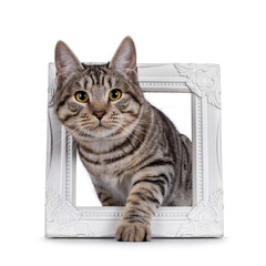 Excellent typed young Kurilian Bobtail cat kitten, stepping throught white image frame. Looking straight to camera. Isolated on a white background.