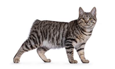 Excellent typed young Kurilian Bobtail cat kitten, standing side ways showing pattern and butt. Looking straight to camera. Isolated on a white background.