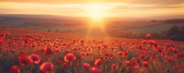 Gordijnen Beautiful field of red poppies in sunset light © ZayNyi