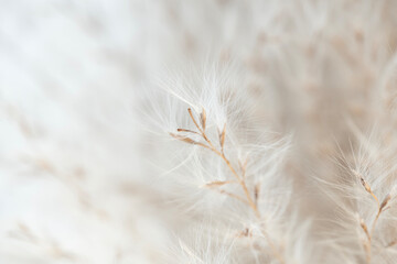 Single Dried beige fragile flower with branche on natural blur background macro