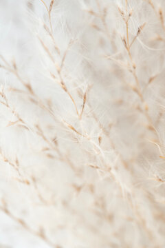 Dried beige fragile flowers with branches on natural blur background macro