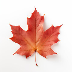 maple leaf isolated on white