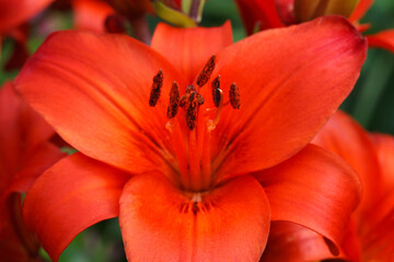 Fototapeta na wymiar Bright red lily flower macro outside.