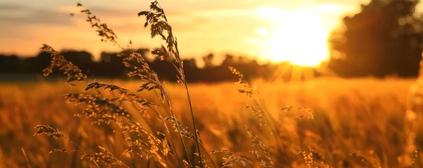 Foto auf Acrylglas Beautiful field of rice in sunset light © ZayNyi