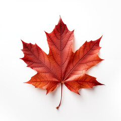 maple leaf isolated on white