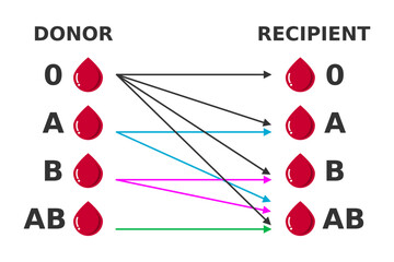 Blood groups. Donor and recipients. Blood type compatibility. Possible combinations. Blood donation match. Arrows show which blood can be used in transfusion for specific group. Vector illustration. 