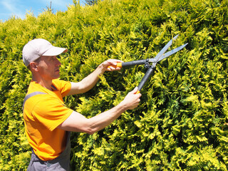 Man Gardener trimming hedge with garden shears