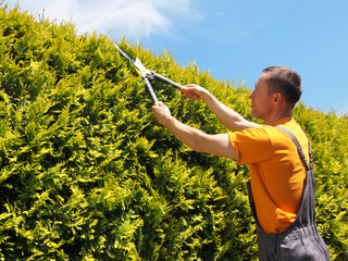 Man Gardener trimming hedge with garden shears